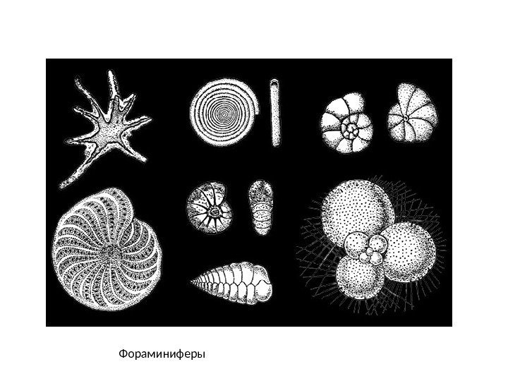 Фораминиферы относятся