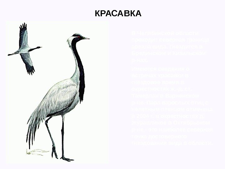 КРАСАВКА В Челябинской области проходит северная граница ареала вида. Гнездится в Брединском и Кизильском