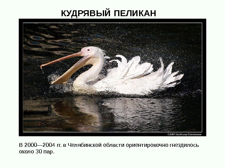 В 2000— 2004 гг. в Челябинской области ориентировочно гнездилось около 30 пар.  КУДРЯВЫЙ