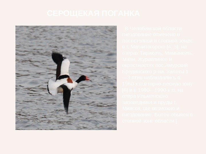   В Челябинской области гнездование отмечено в лесостепной и степной зонах:  в