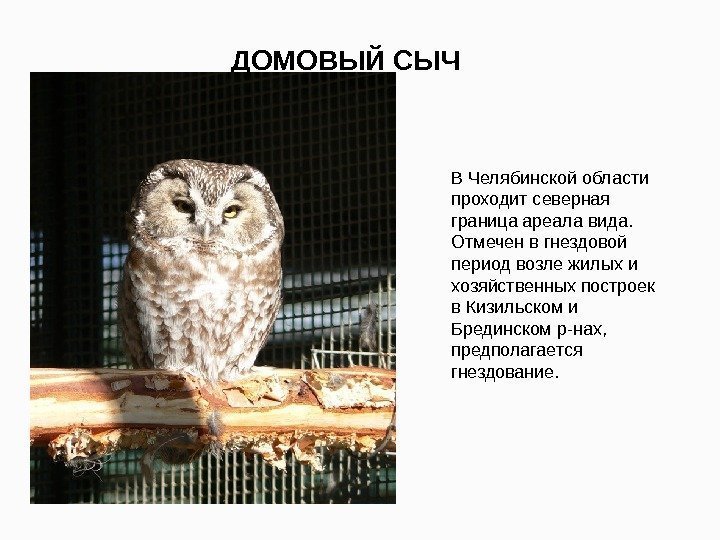 ДОМОВЫЙ СЫЧ В Челябинской области проходит северная граница ареала вида.  Отмечен в гнездовой