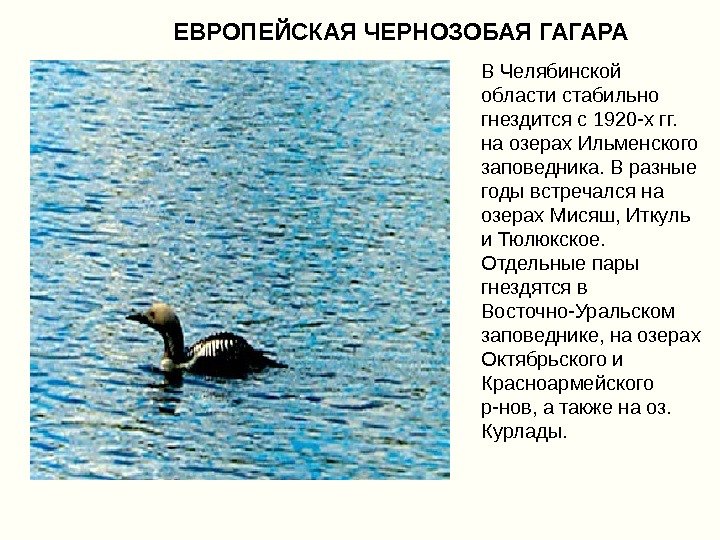 В Челябинской области стабильно гнездится с 1920 -х гг.  на озерах Ильменского заповедника.