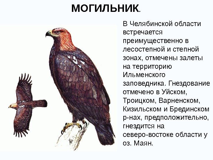 В Челябинской области встречается преимущественно в лесостепной и степной зонах, отмечены залеты на территорию