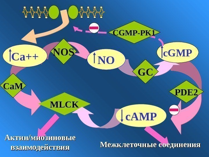   NO c. GMP GC PDE 2 MLCK Межклеточные соединения. Актин/миозиновые взаимодействия Са++