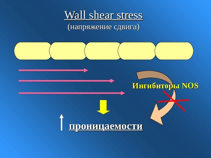   Wall shear stress (напряжение сдвига) проницаемости Ингибиторы NOSNOS 
