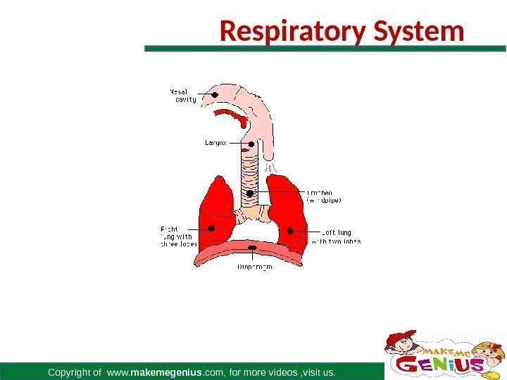 Copyright of www. makemegenius. com, for more videos , visit us. Respiratory System 
