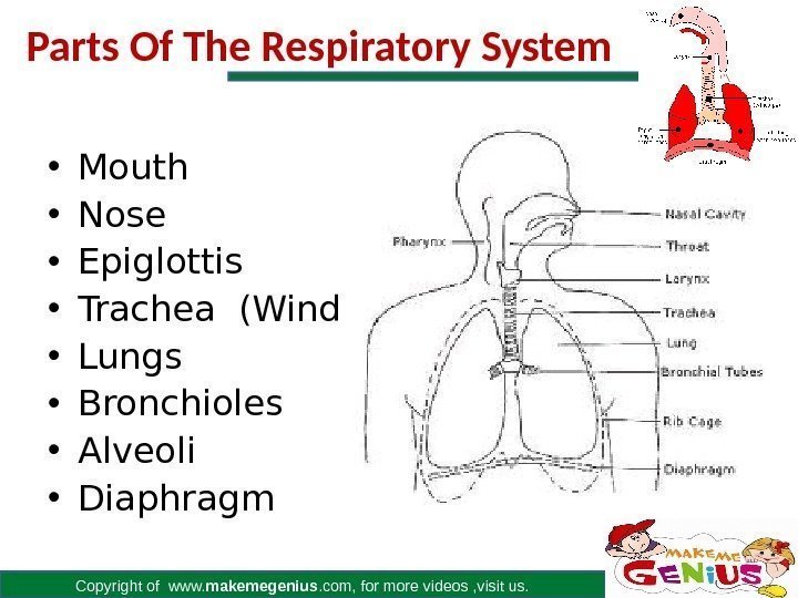 Copyright of www. makemegenius. com, for more videos , visit us. Parts Of The