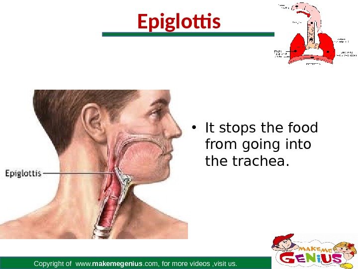 Copyright of www. makemegenius. com, for more videos , visit us. Epiglottis • It