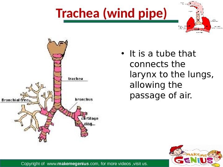 Copyright of www. makemegenius. com, for more videos , visit us. Trachea (wind pipe)