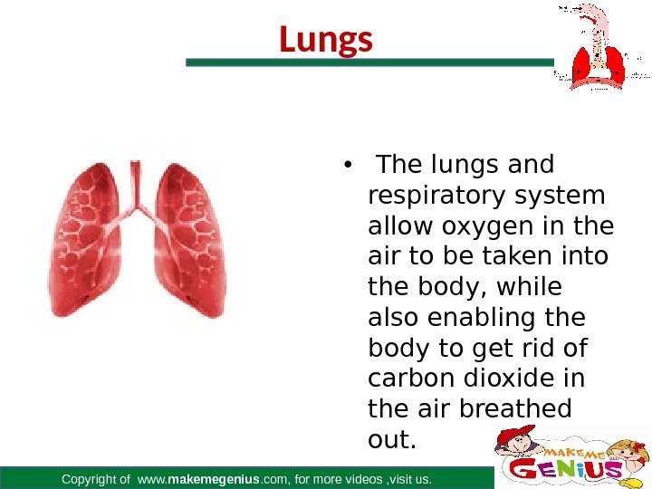 Copyright of www. makemegenius. com, for more videos , visit us. Lungs • 