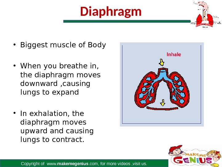 Copyright of www. makemegenius. com, for more videos , visit us. Diaphragm • Biggest