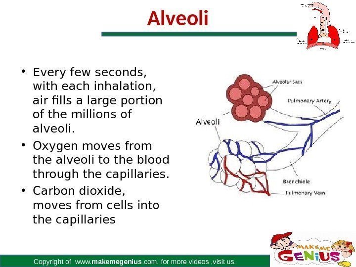 Copyright of www. makemegenius. com, for more videos , visit us. Alveoli • Every