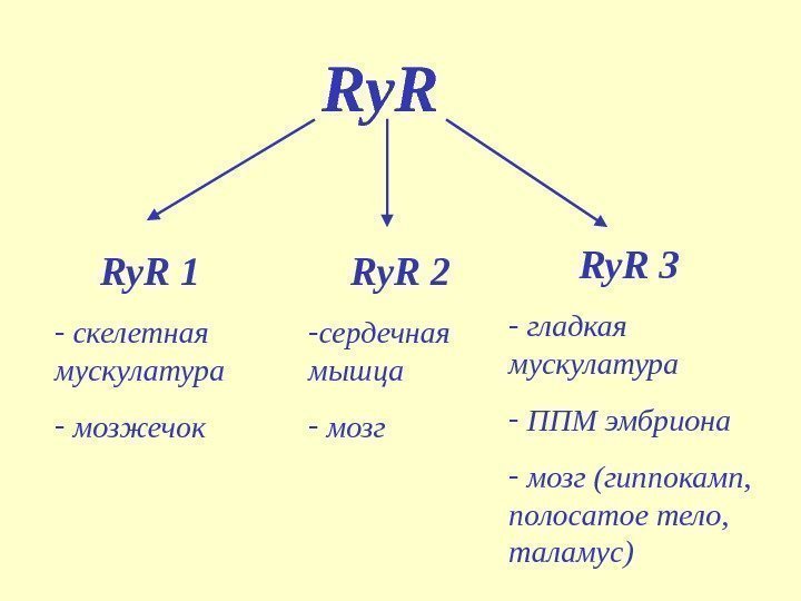 Ry. R 1 -  скелетная мускулатура -  мозжечок Ry. R 2 -