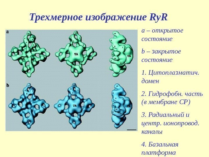 Трехмерное изображение Ry. R a – открытое состояние b – закрытое состояние 1. Цитоплазматич.