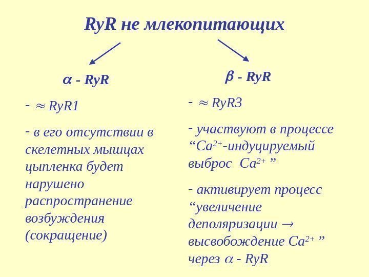 Ry. R не млекопитающих  - Ry. R 1 -  в его отсутствии