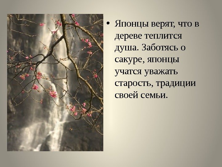  • Японцы верят, что в дереве теплится душа. Заботясь о сакуре, японцы учатся