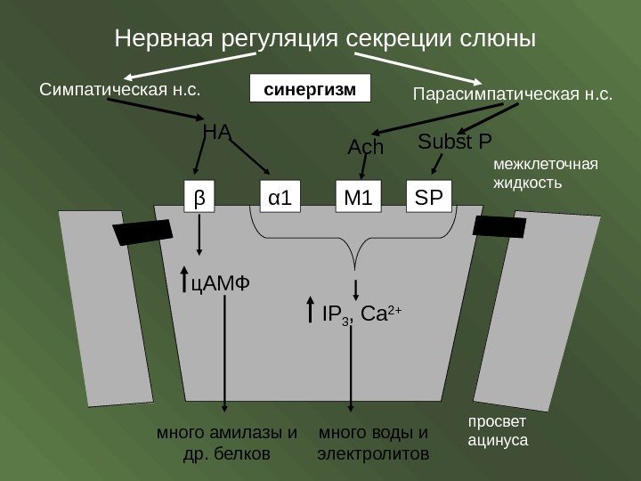 Нервная регуляция секреции слюны Симпатическая н. с. Парасимпатическая н. с. синергизм НА Ach Subst