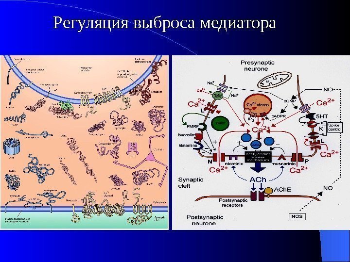 Схема старлинга патофизиология