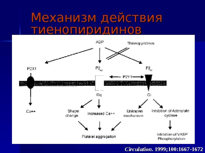   Механизм действия тиенопиридинов Circulation. 1999; 100: 1667 -1672 