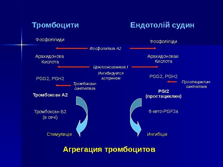   Тромбоцити Ендотол i й судин Фосфол i пиди Арахидонова Кислота PGG 2,