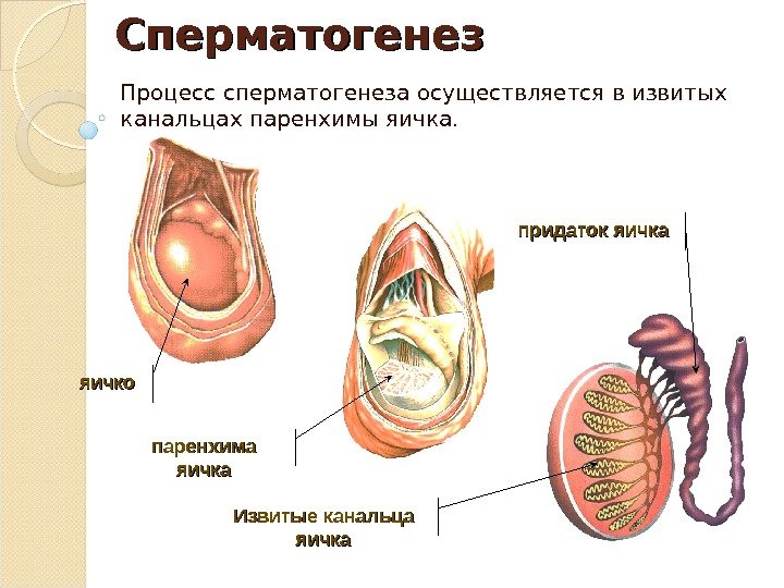 Сперматогенез Процесс сперматогенеза осуществляется в извитых канальцах паренхимы яичка. яичко паренхима яичка Извитые канальца