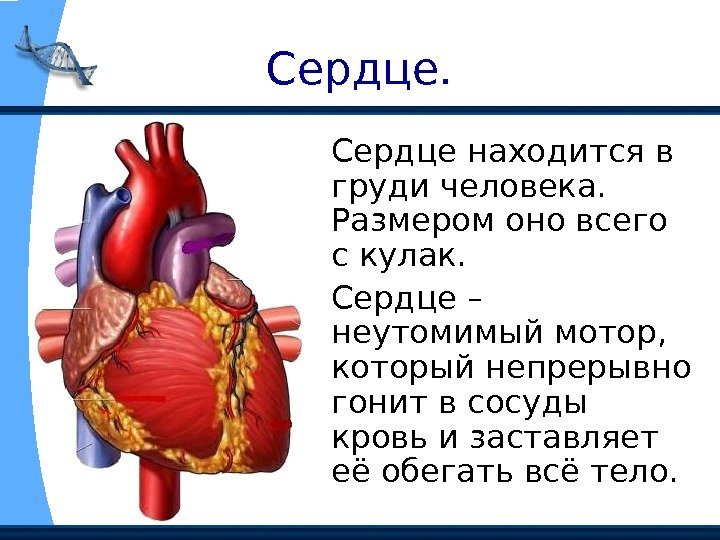 Сердце находится в груди человека.  Размером оно всего с кулак.  Сердце –