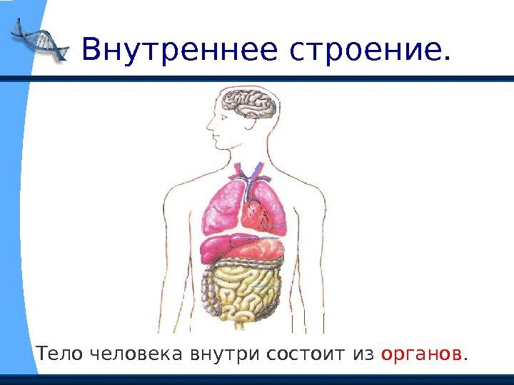   Внутреннее строение. Тело человека внутри состоит из органов. 