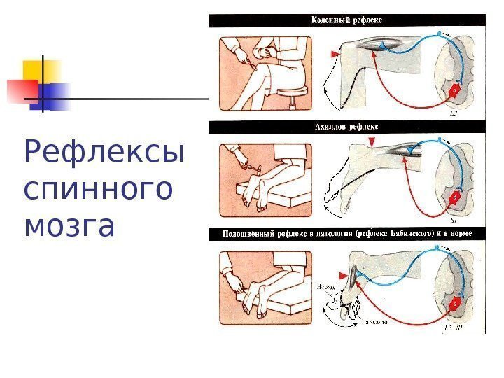   Рефлексы спинного мозга 