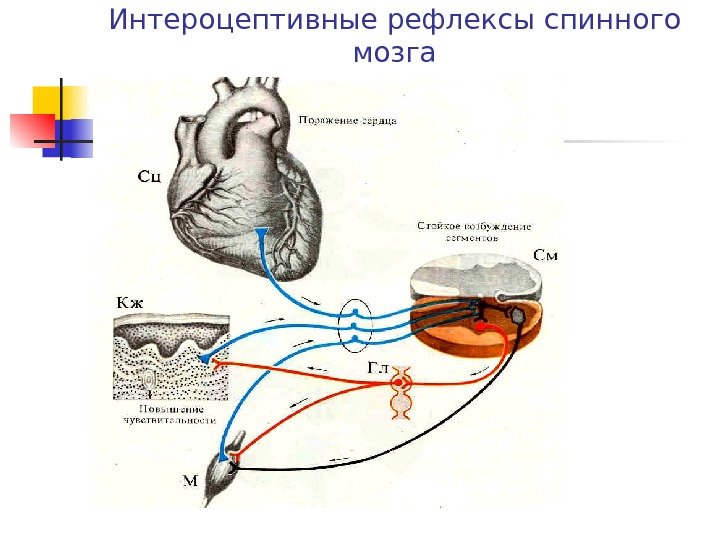   Интероцептивные рефлексы спинного мозга 