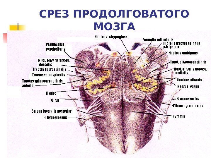   СРЕЗ ПРОДОЛГОВАТОГО МОЗГА 