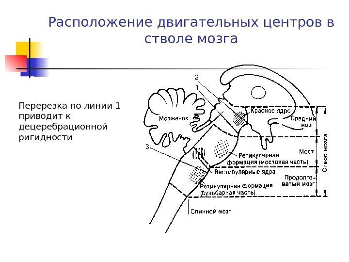   Расположение двигательных центров в стволе мозга Перерезка по линии 1 приводит к