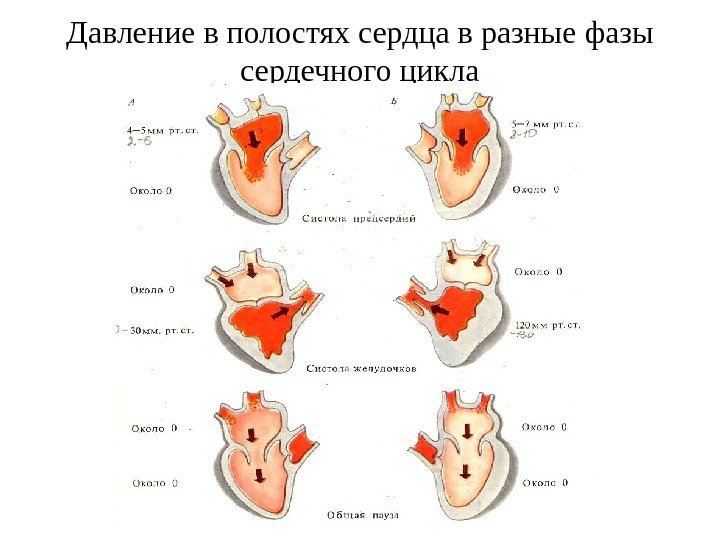   Давление в полостях сердца в разные фазы сердечного цикла 