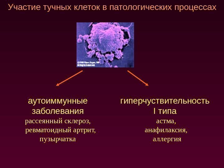 Участие тучных клеток в патологических процессах аутоиммунные заболевания рассеянный склероз, ревматоидный артрит, пузырчатка гиперчуствительность
