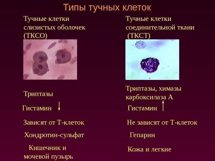 Типы тучных клеток Тучные клетки слизистых оболочек (ТКСО) Тучные клетки соединительной ткани  (ТКСТ)