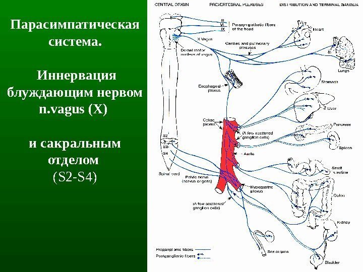 12 Парасимпатическая система.  Иннервация блуждающим нервом  n. vagus (Х)  и сакральным