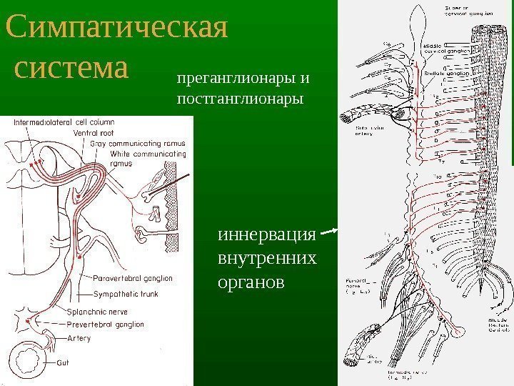 13 Симпатическая  система преганглионары и постганглионары иннервация внутренних органов 