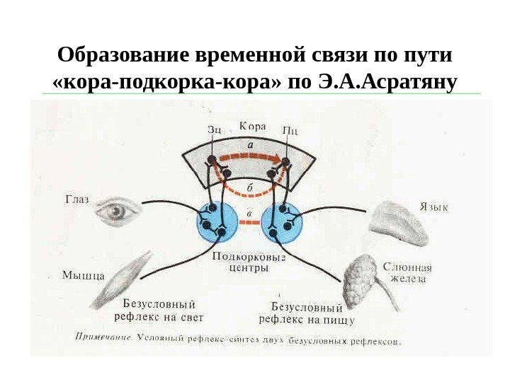   Образование временной связи по пути «кора-подкорка-кора» по Э. А. Асратяну 