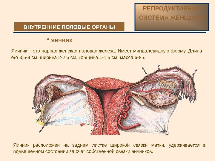 Яичник – это парная женская половая железа.  Имеет миндалевидную форму.  Длина его