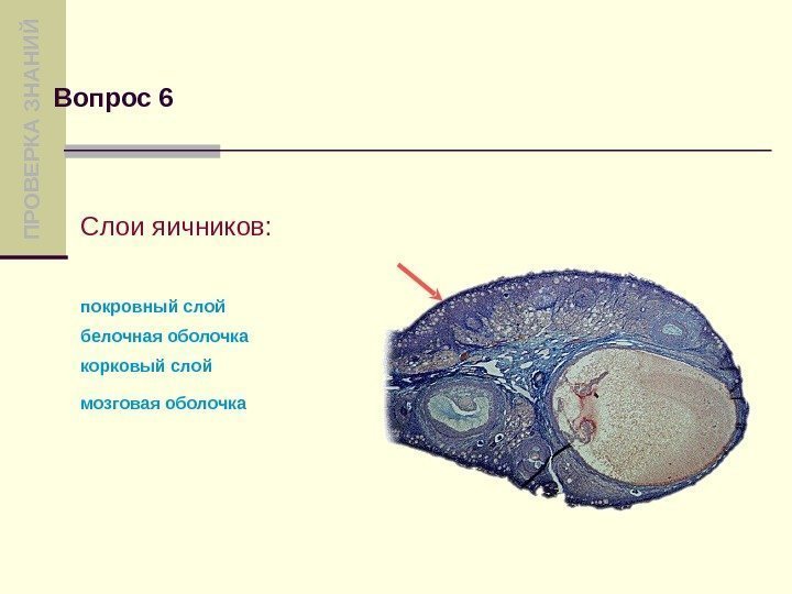 Состав яичника. Оболочки яичника. Слои яичников. Строение яичника белочная оболочка.