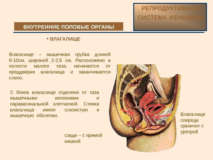 Влагалище –  мышечная трубка длиной 8 -10 см,  шириной 2 -2, 5