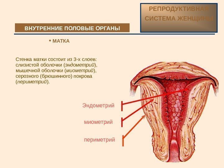  Стенка матки состоит из 3 -х слоев:  слизистой оболочки ( эндометрий ),