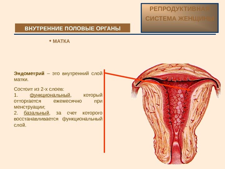 Эндометрий  – это внутренний слой матки. Состоит из 2 -х слоев: 1. 