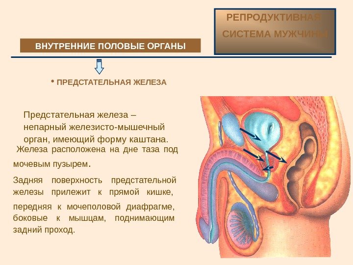  Предстательная железа – непарный железисто-мышечный орган, имеющий форму каштана.  Задняя поверхность предстательной