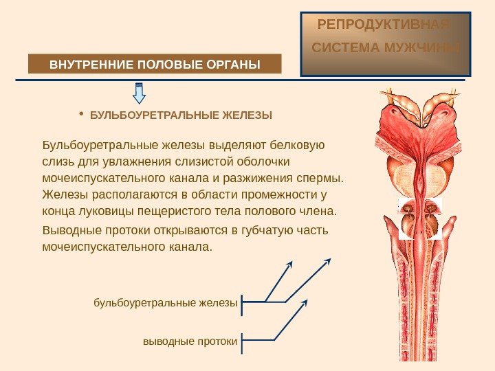  Бульбоуретральные железы выделяют белковую слизь для увлажнения слизистой оболочки мочеиспускательного канала и разжижения
