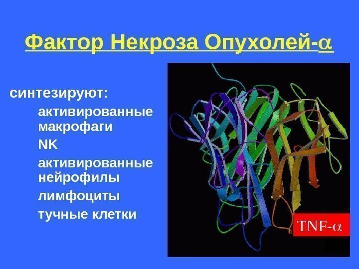   Фактор Некроза Опухолей- синтезируют:  активированные макрофаги  NK  активированные нейрофилы
