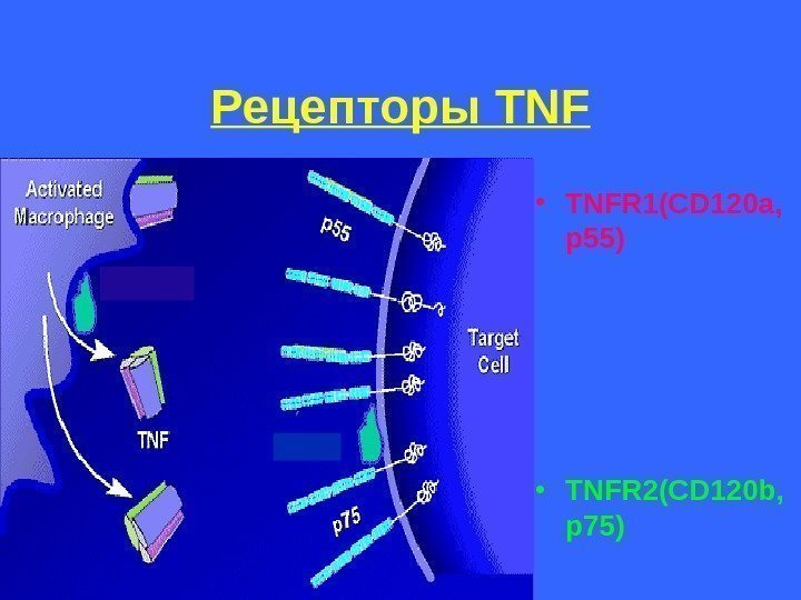   Рецепторы TNF • TNFR 1(CD 120 a,  p 55) • TNFR