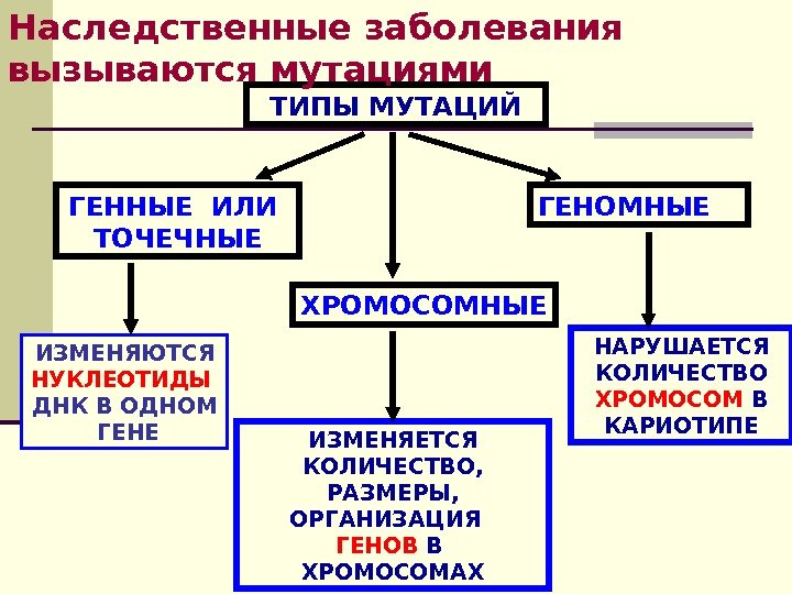 Геномные и хромосомные мутации