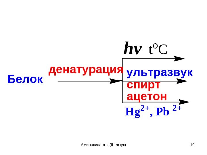 Белок t o C денатурация hv ультразвук спирт ацетон Hg 2 +, Pb 2