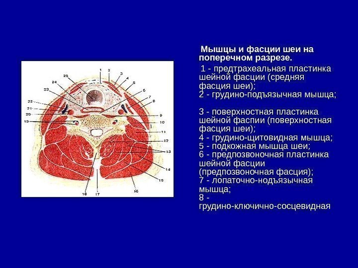    Мышцы и фасции шеи на поперечном разрезе.   1 -