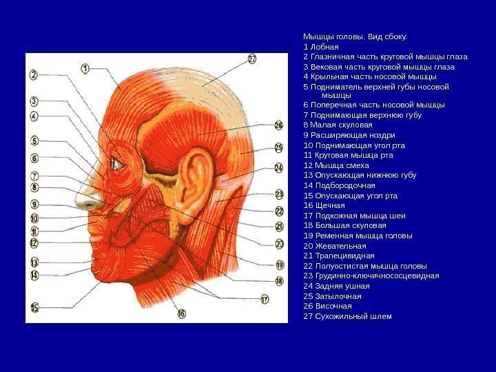   Мышцы головы. Вид сбоку.  1 Лобная 2 Глазничная часть круговой мышцы